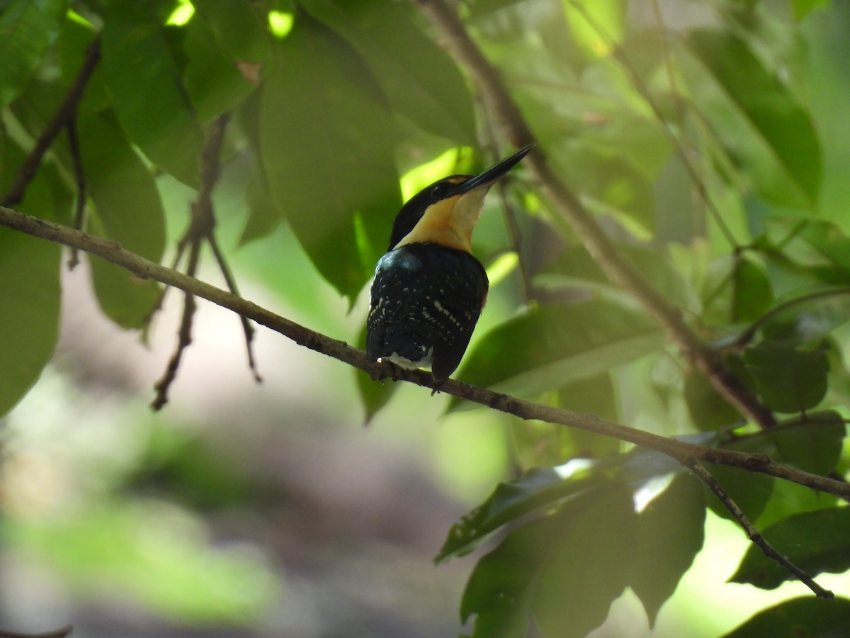 Erzfischer - ML645626591