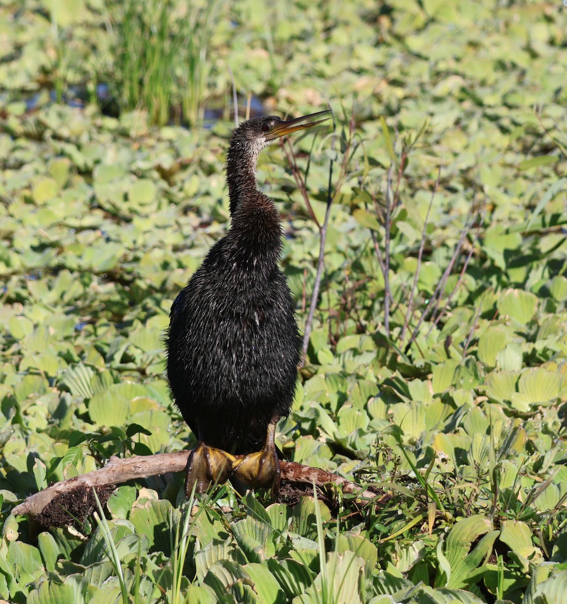 Anhinga - ML645626599