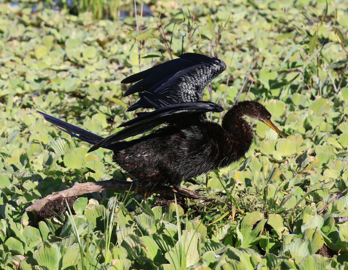 Anhinga - ML645626600