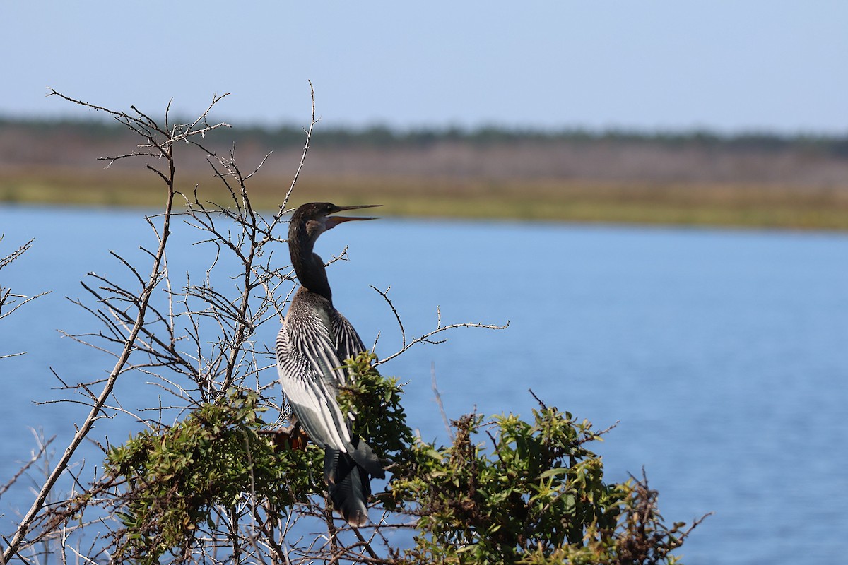 Anhinga - ML645626601