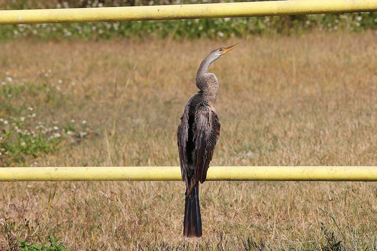 Anhinga - ML645626602