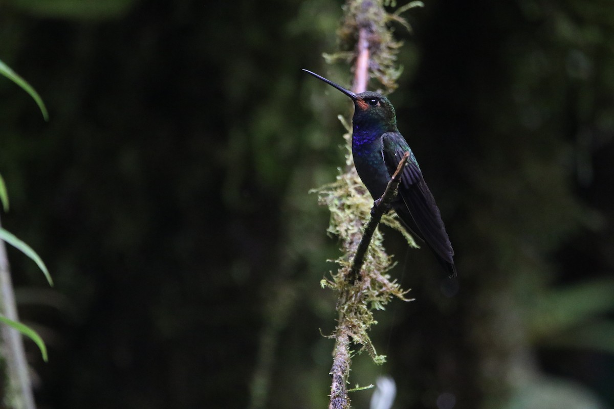 Rufous-gaped Hillstar - ML645626607