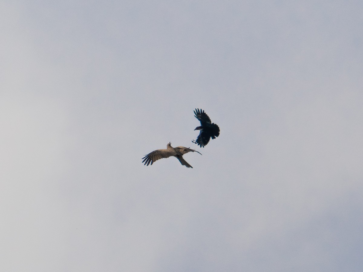 黑鳶 - ML645626608