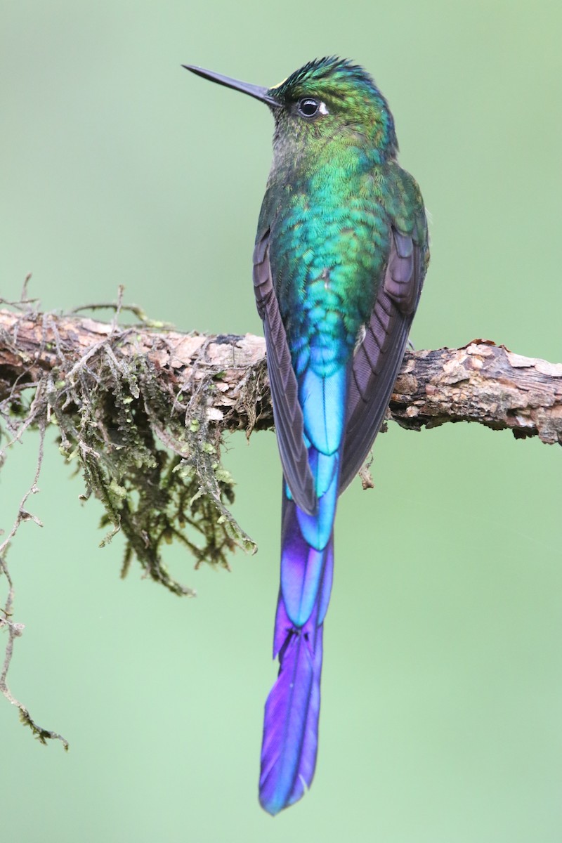 Violet-tailed Sylph - ML645626612