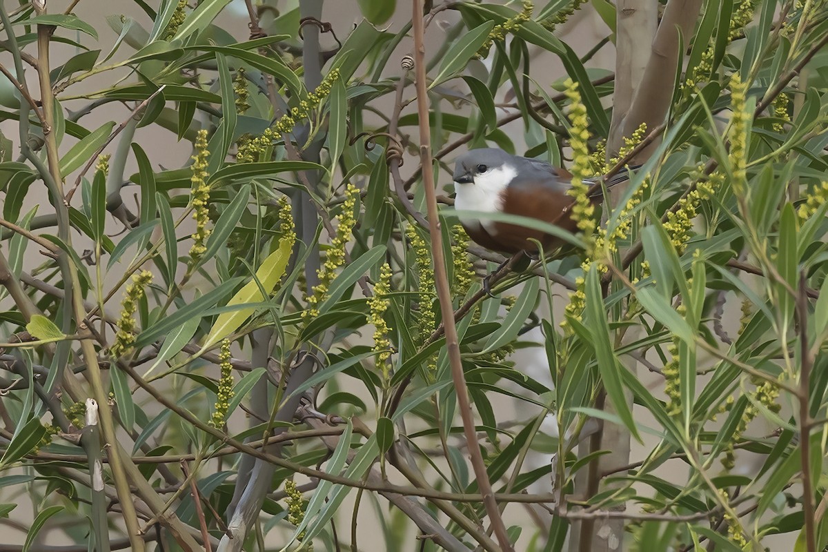 Болотный просяночник - ML645626613