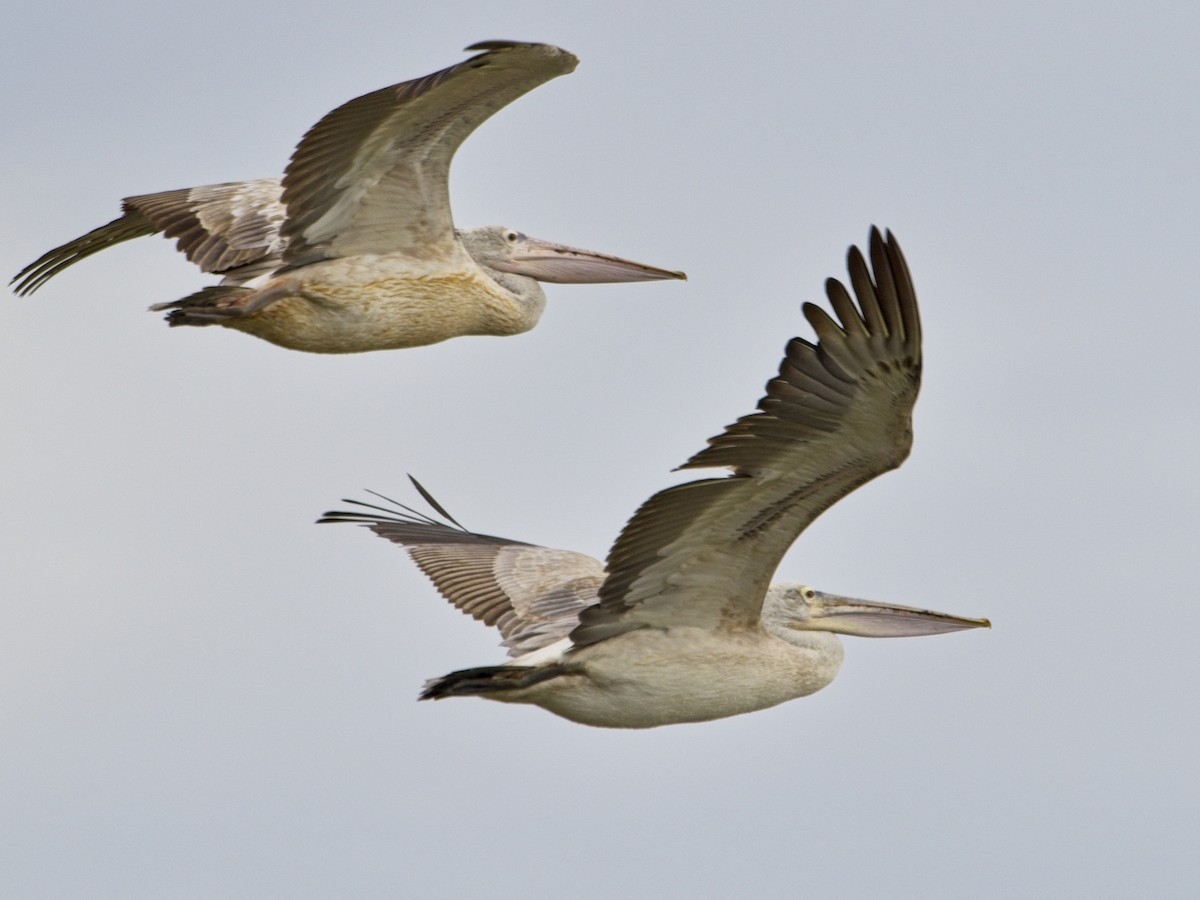 Pelikano tantoduna - ML645626614