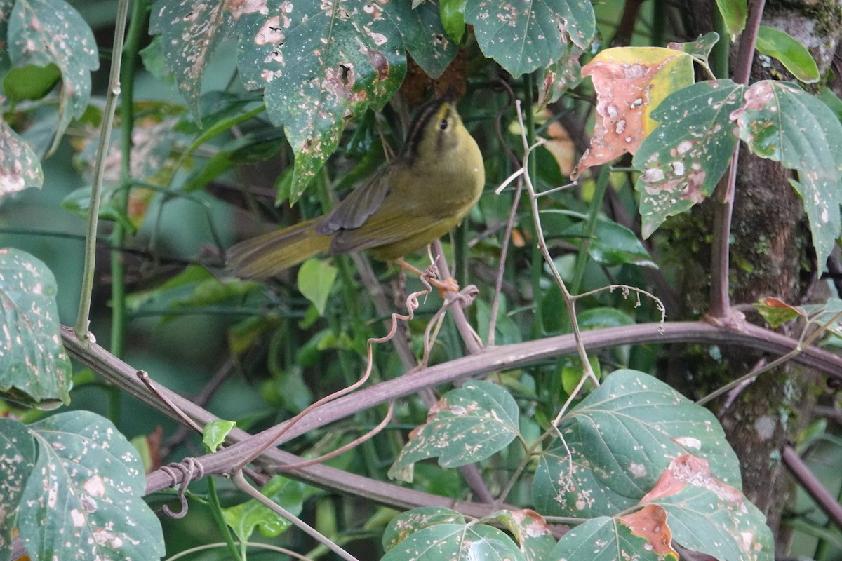 Двухполосый певун - ML645626617