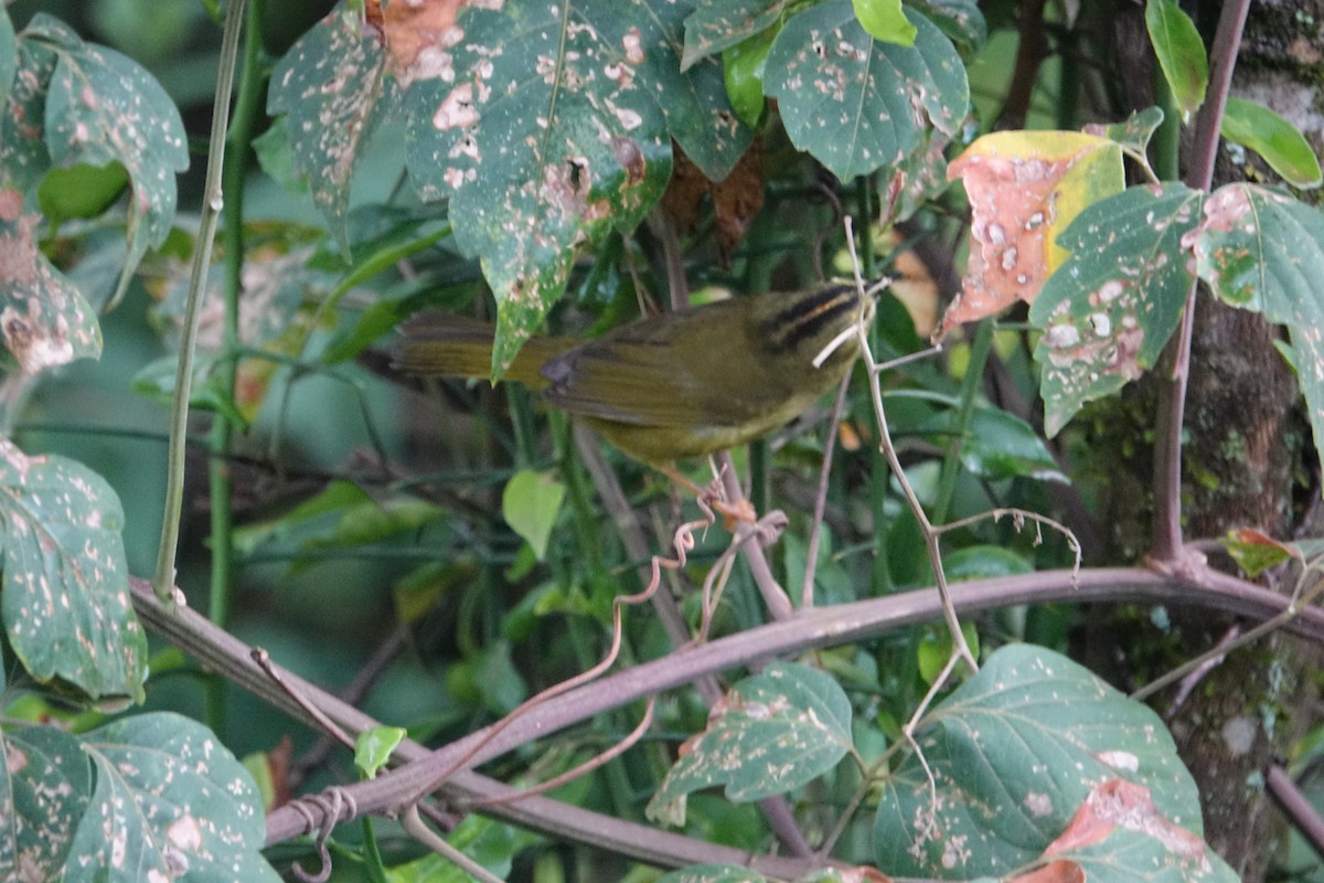 Двухполосый певун - ML645626618