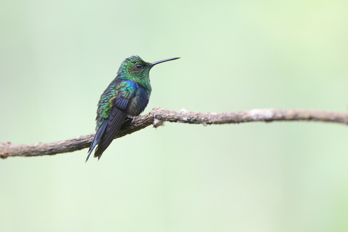 Crowned Woodnymph - ML645626619