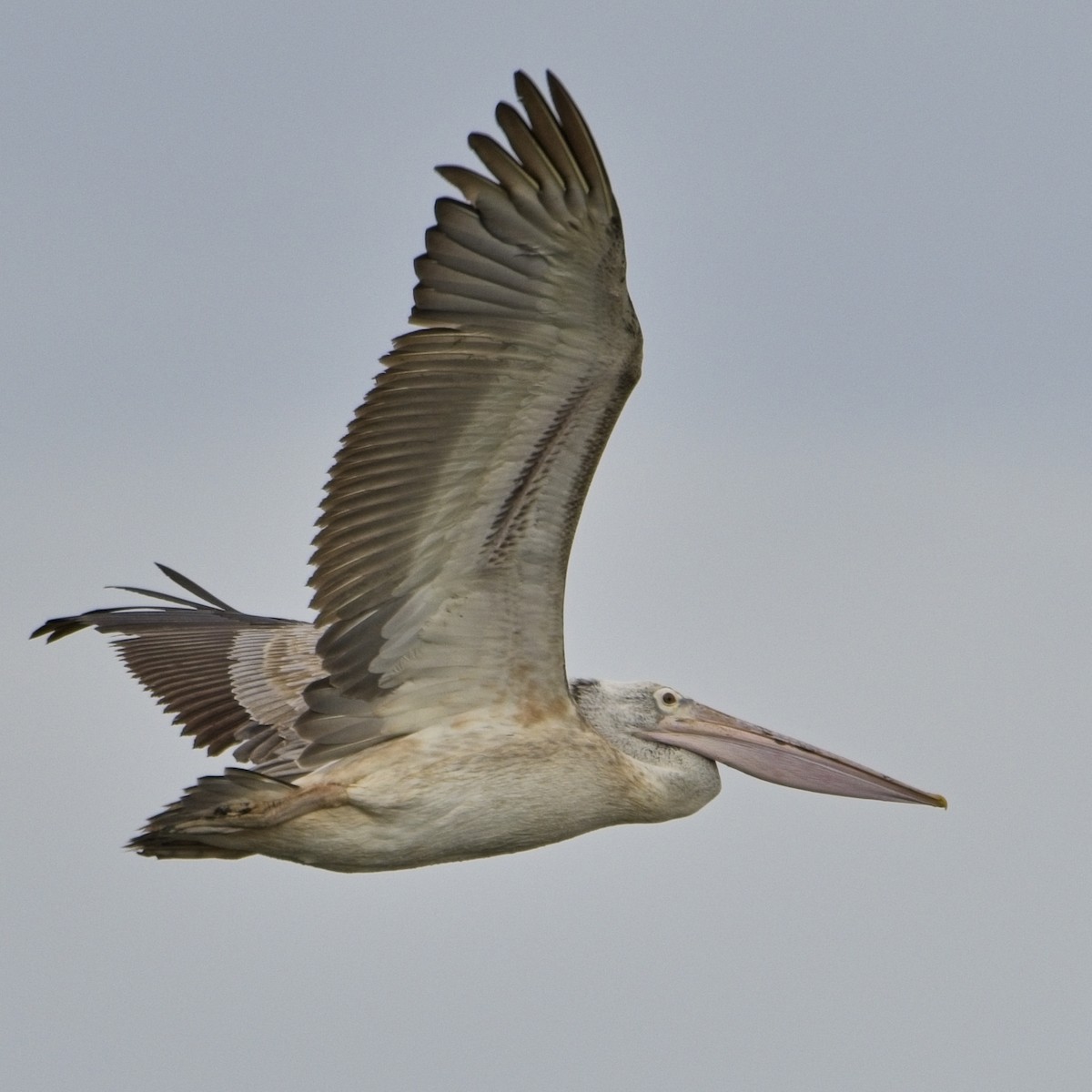 Pelikano tantoduna - ML645626622