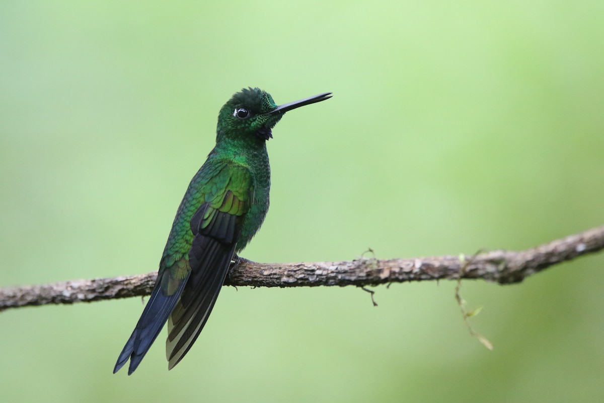 Green-crowned Brilliant - ML645626640