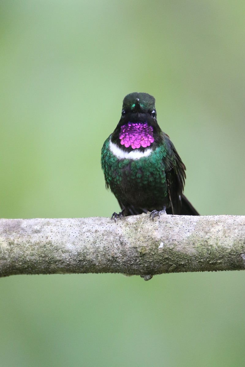 Gorgeted Sunangel - ML645626646