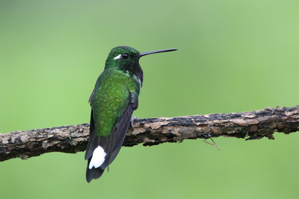 Purple-bibbed Whitetip - ML645626656