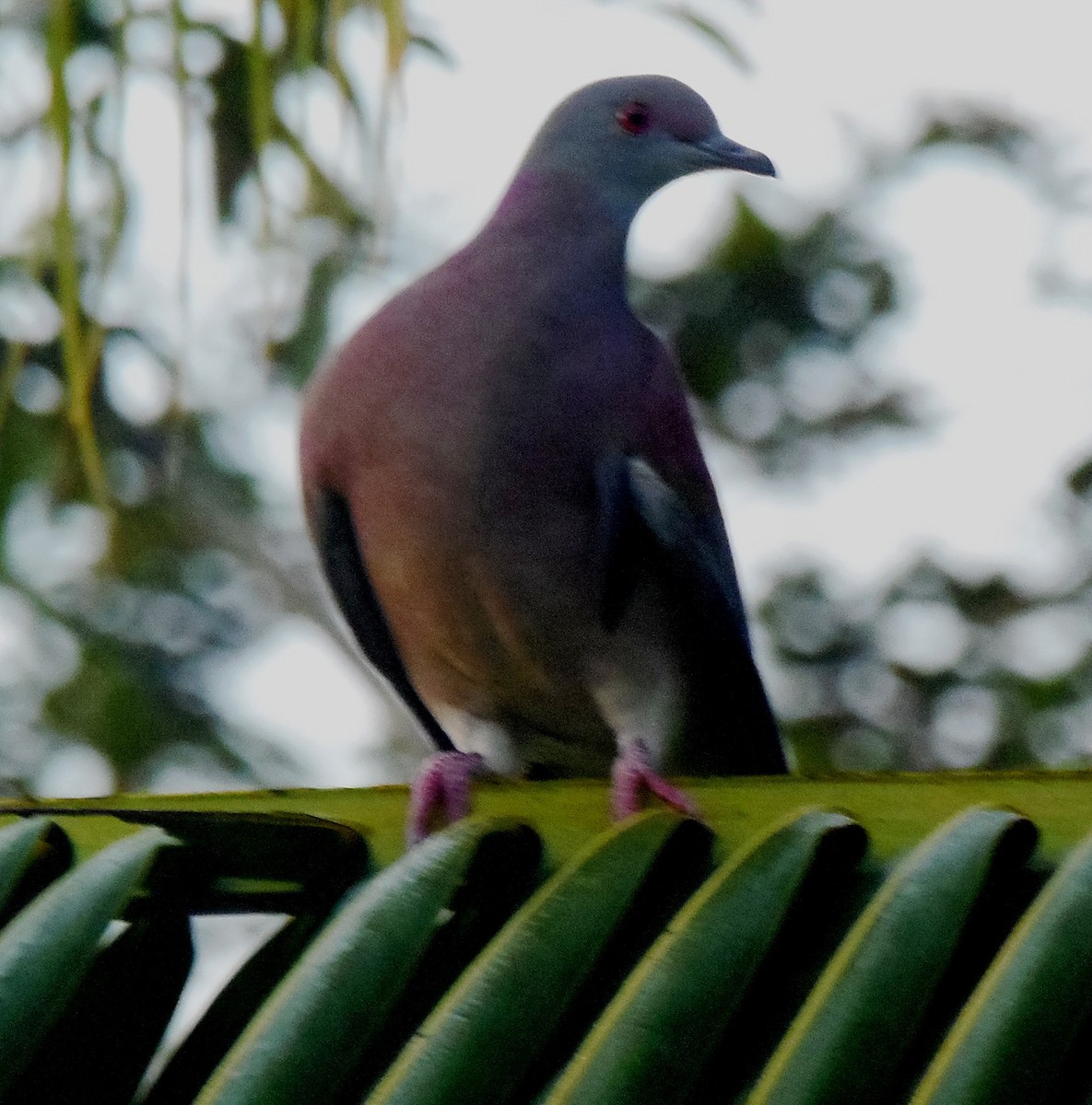 Pale-vented Pigeon - ML645626657