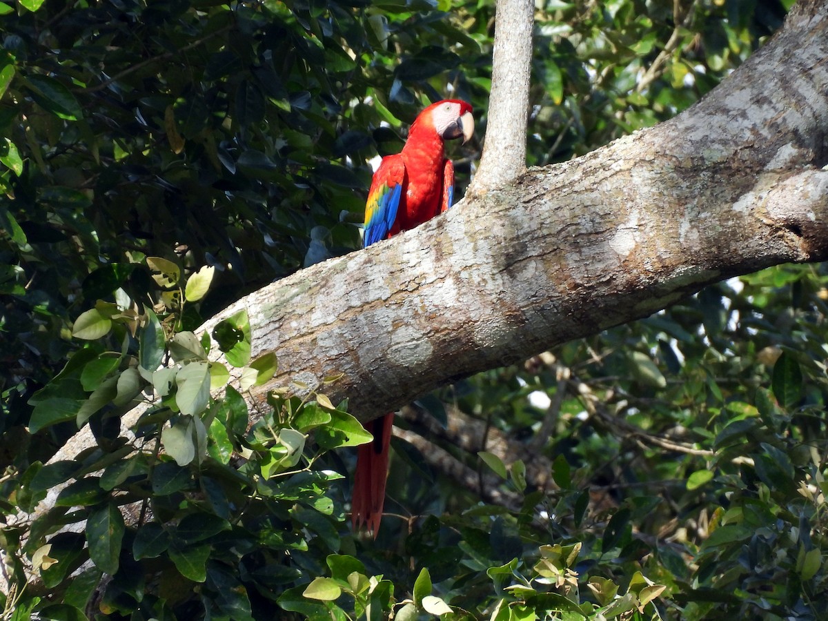 Scarlet Macaw - ML645626660