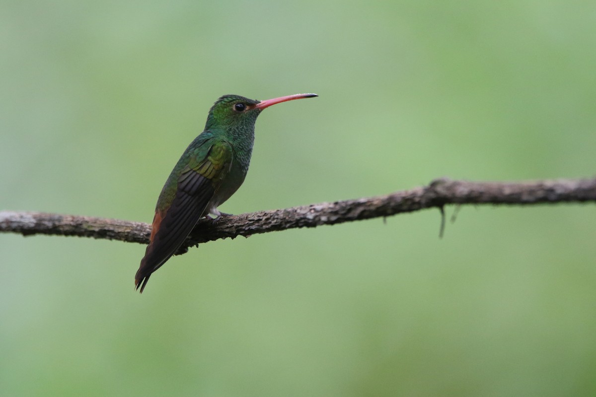 Rufous-tailed Hummingbird - ML645626663