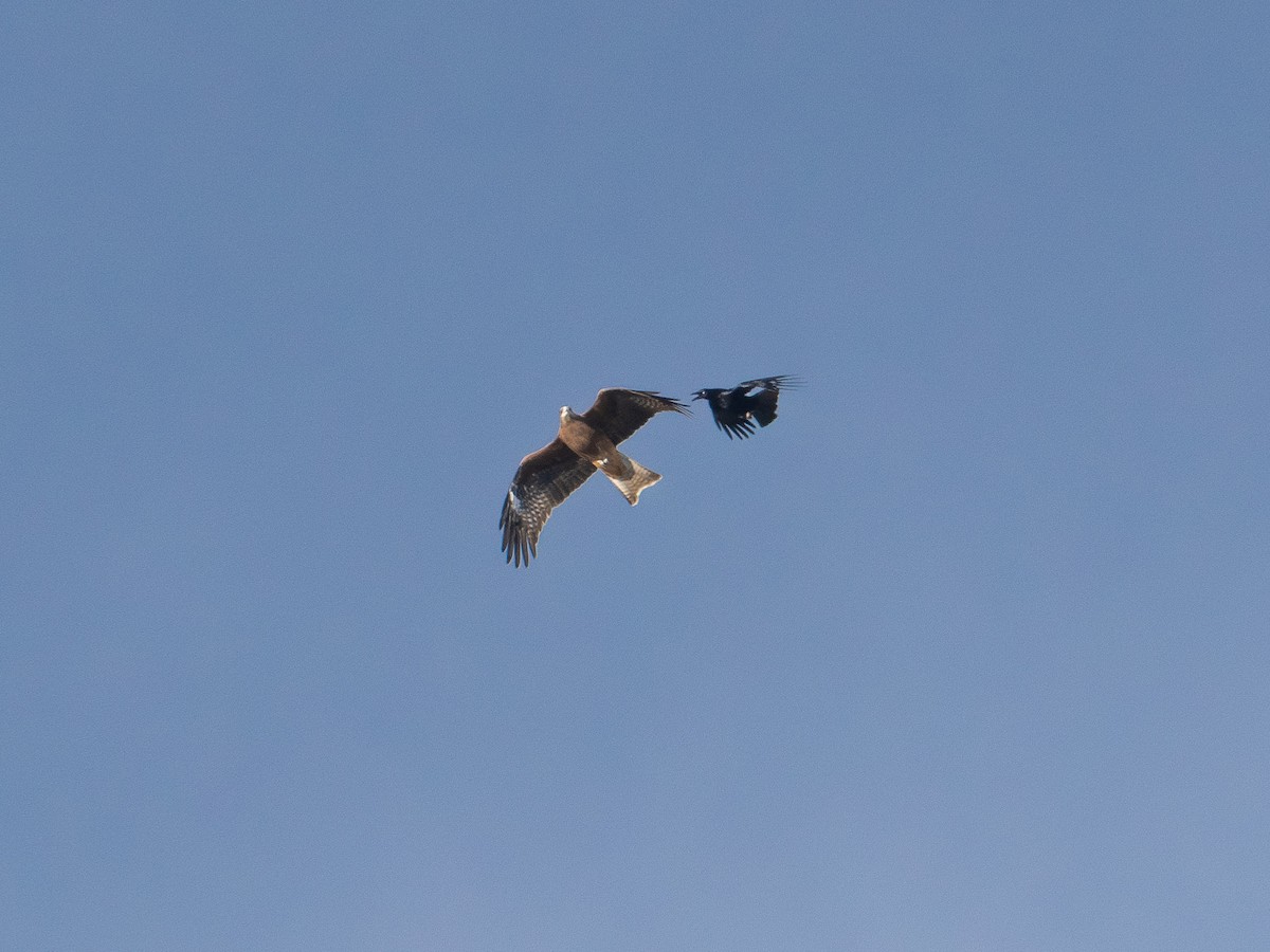 黑鳶 - ML645626666