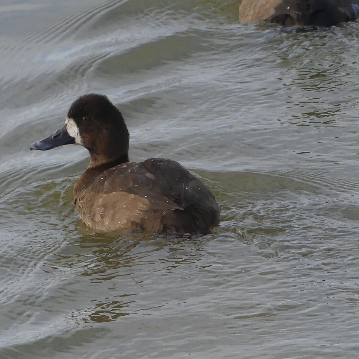 Greater/Lesser Scaup - ML645626669