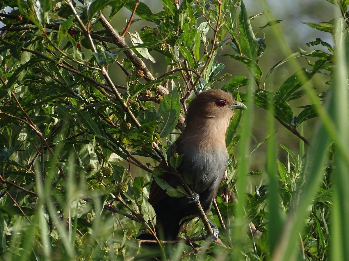 Common Squirrel-Cuckoo - ML645626673