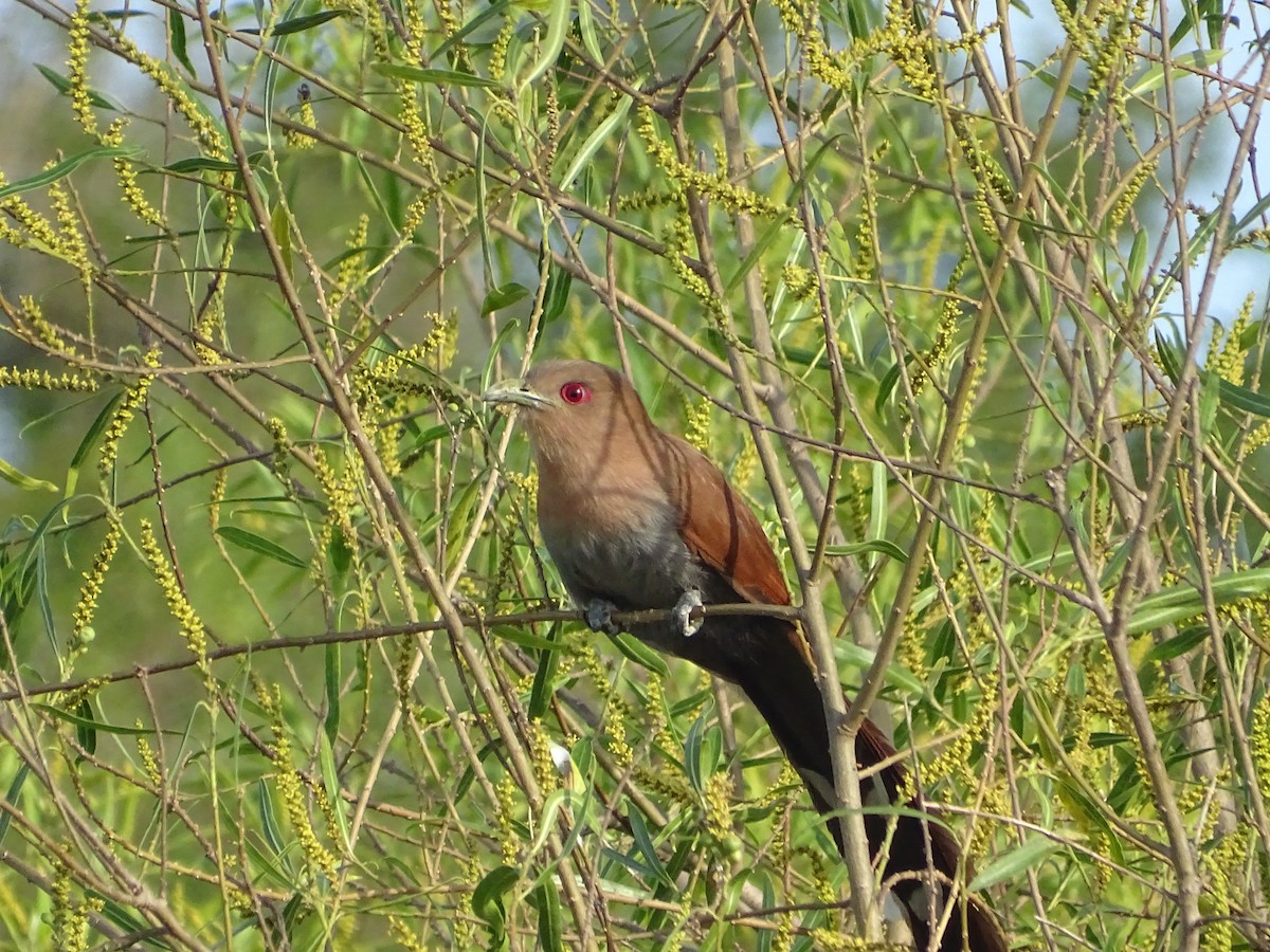 Common Squirrel-Cuckoo - ML645626674