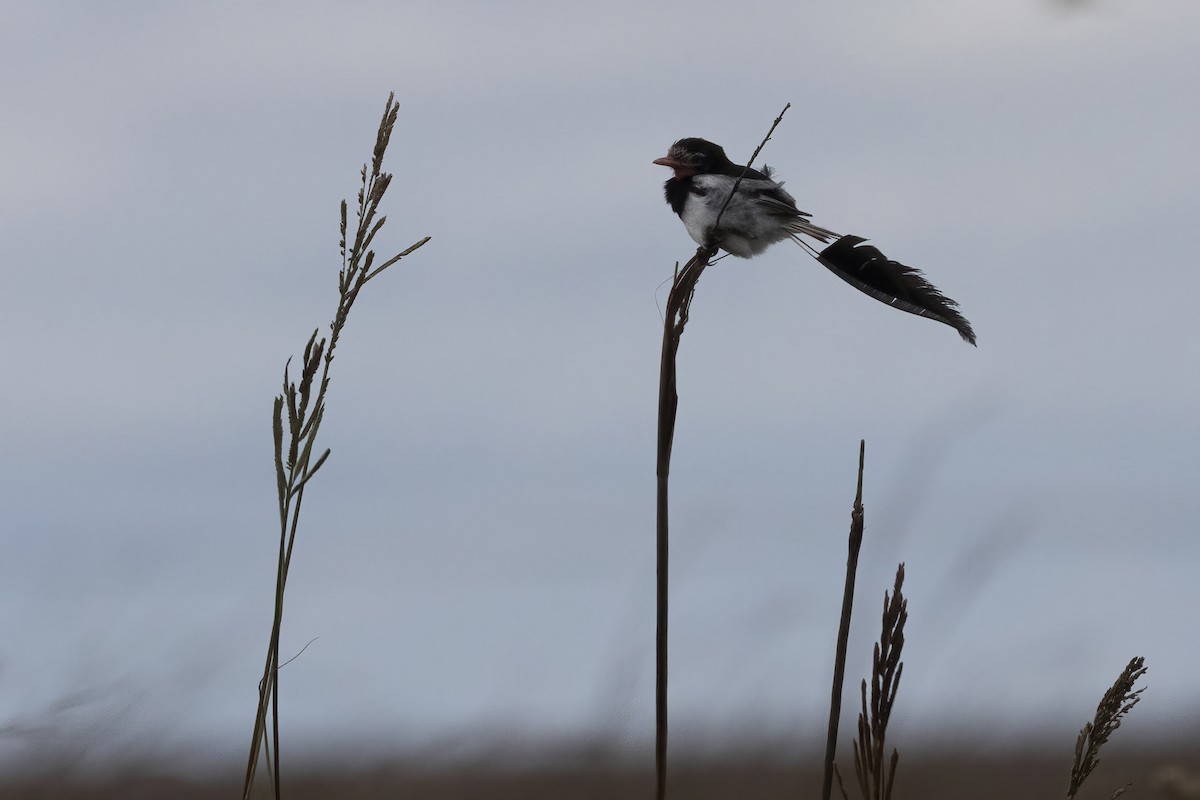 Strange-tailed Tyrant - ML645626680
