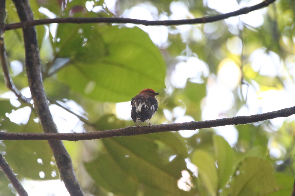 Club-winged Manakin - ML645626689