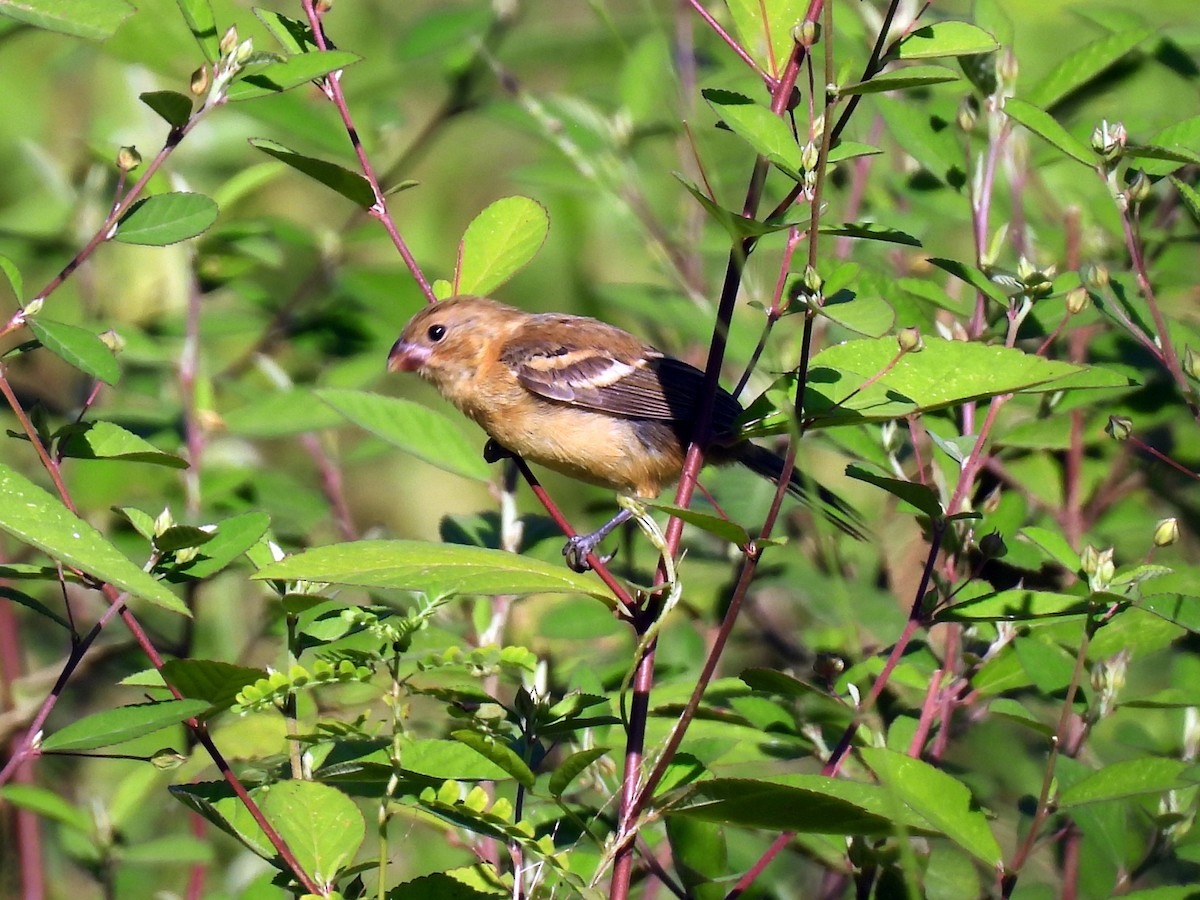 Morelet's Seedeater - ML645626700