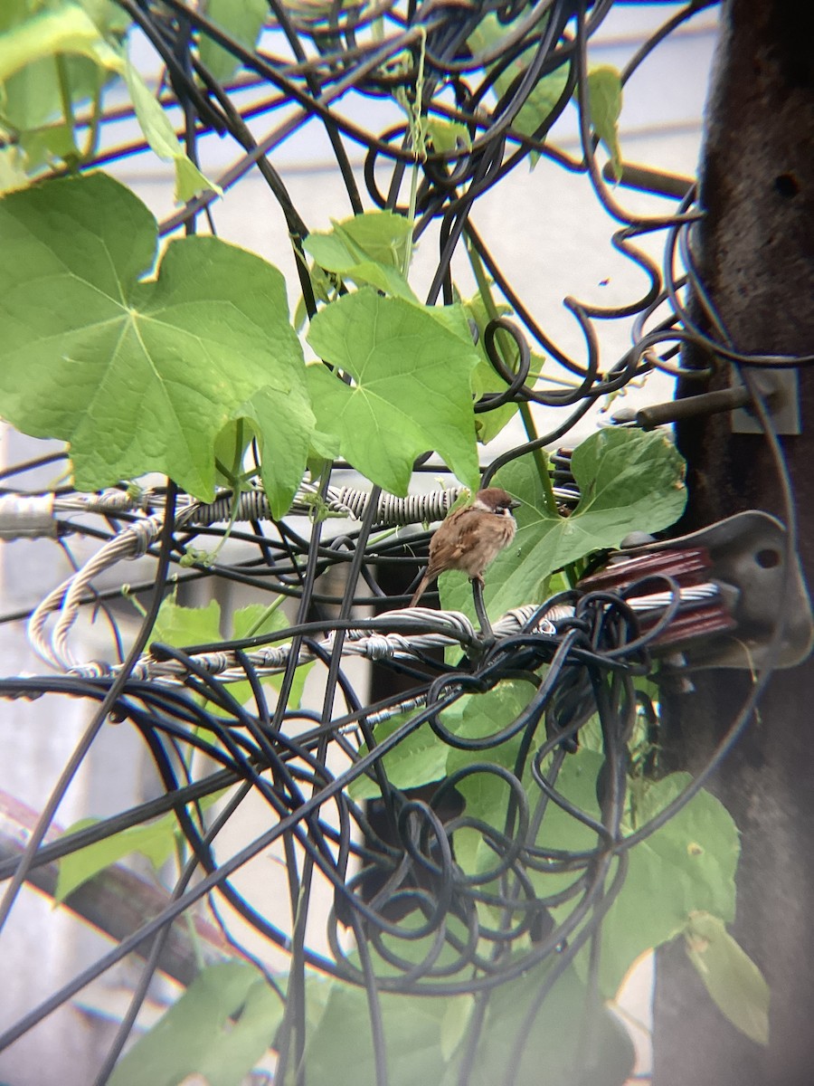 Ağaç Serçesi - ML645626704