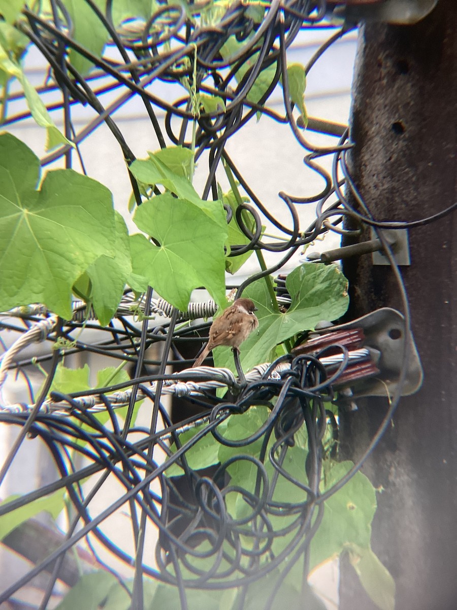 Ağaç Serçesi - ML645626705