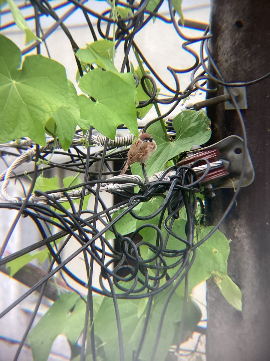 Ağaç Serçesi - ML645626706