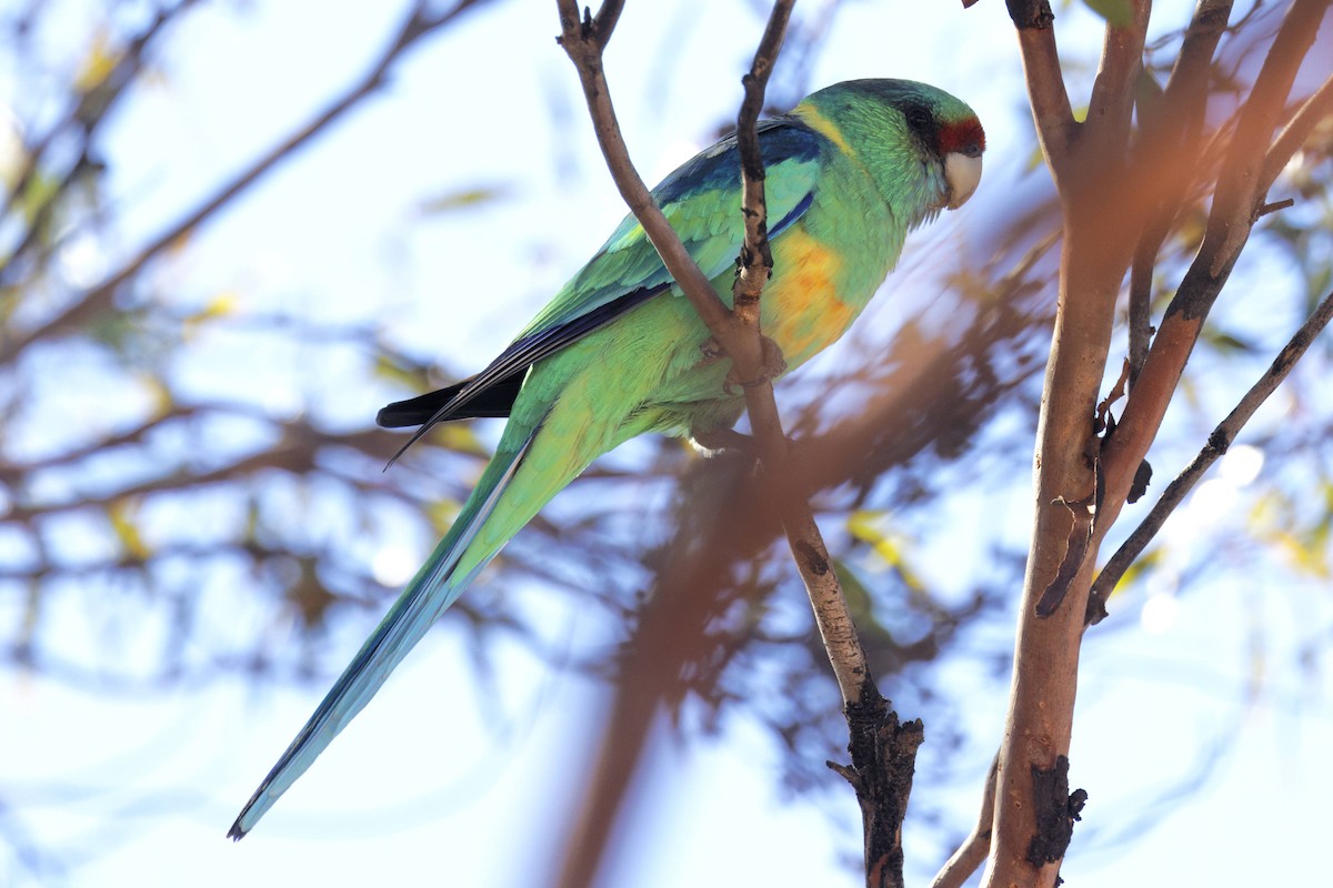 Perruche à col jaune (barnardi) - ML645626708