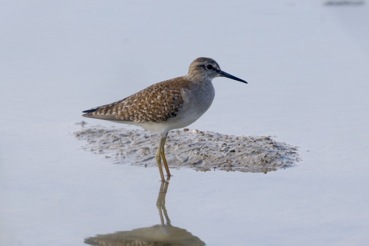 vodouš bahenní - ML645626709