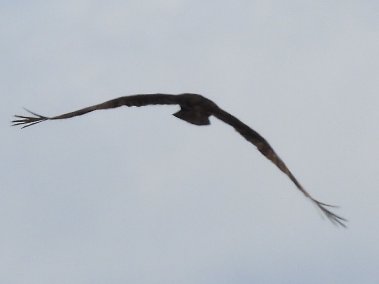 Turkey Vulture - ML645626710