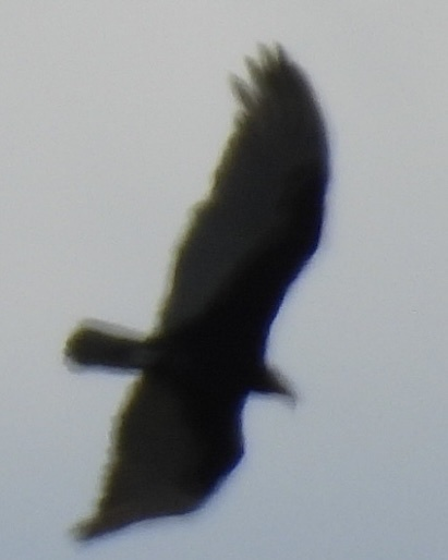 Turkey Vulture - ML645626711