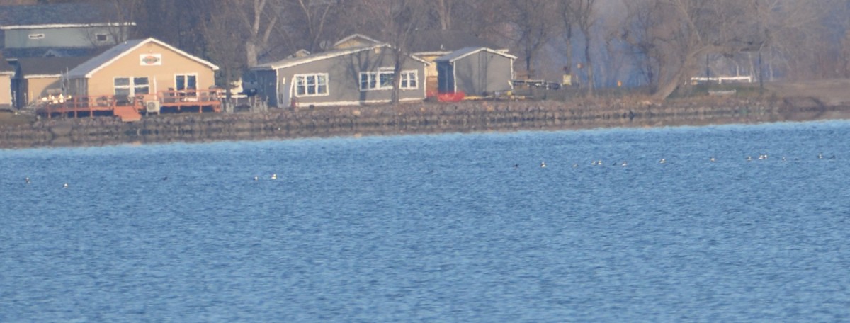 Bufflehead - ML645626712