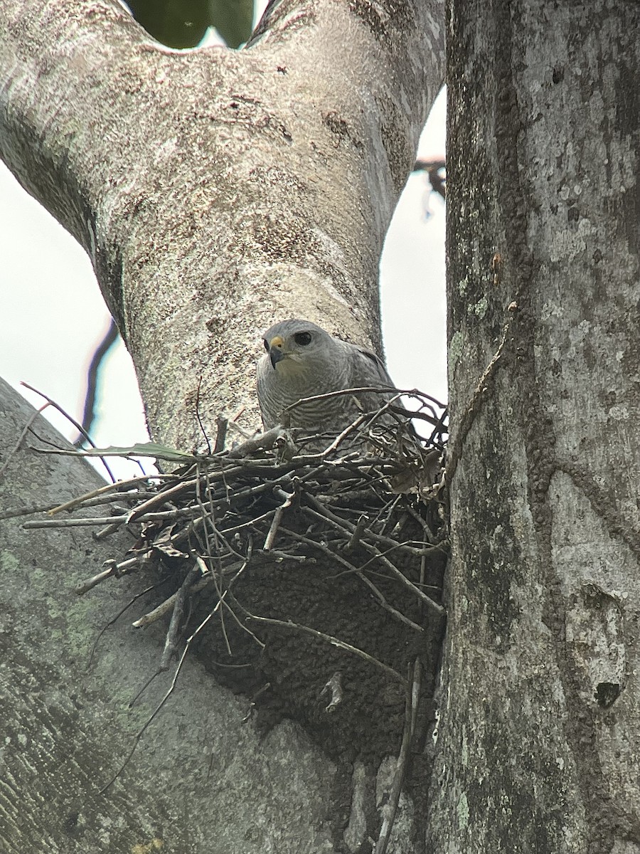 Gray-lined Hawk - ML645626715