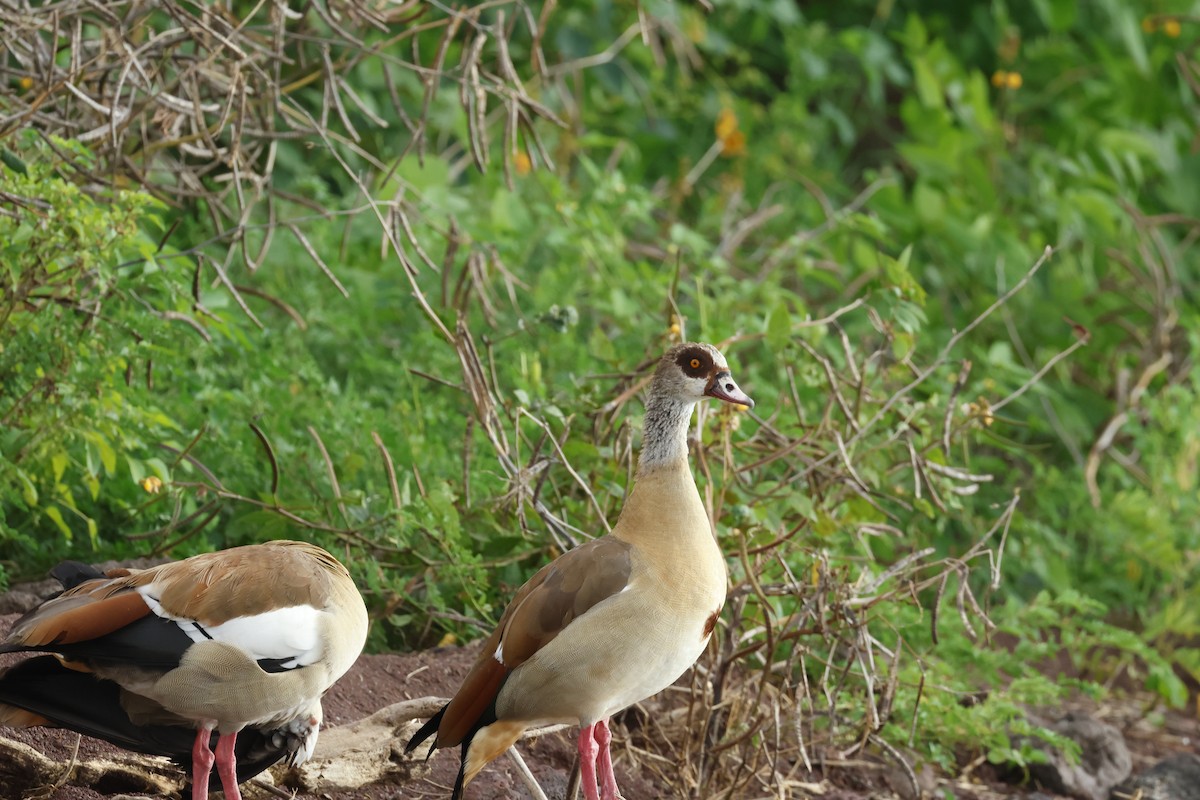 Nilgans - ML645626727