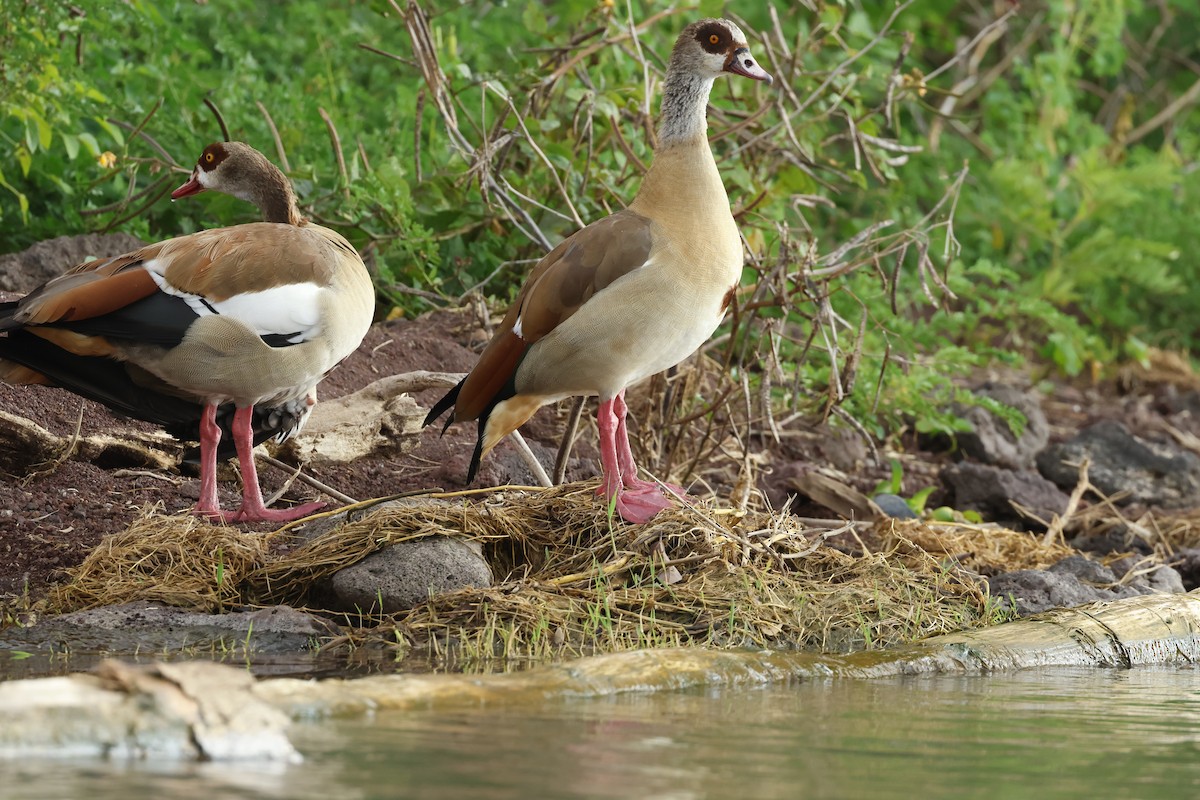 Nilgans - ML645626728