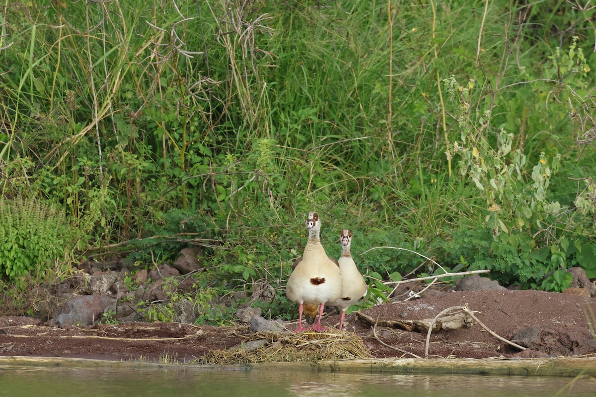 Nilgans - ML645626729