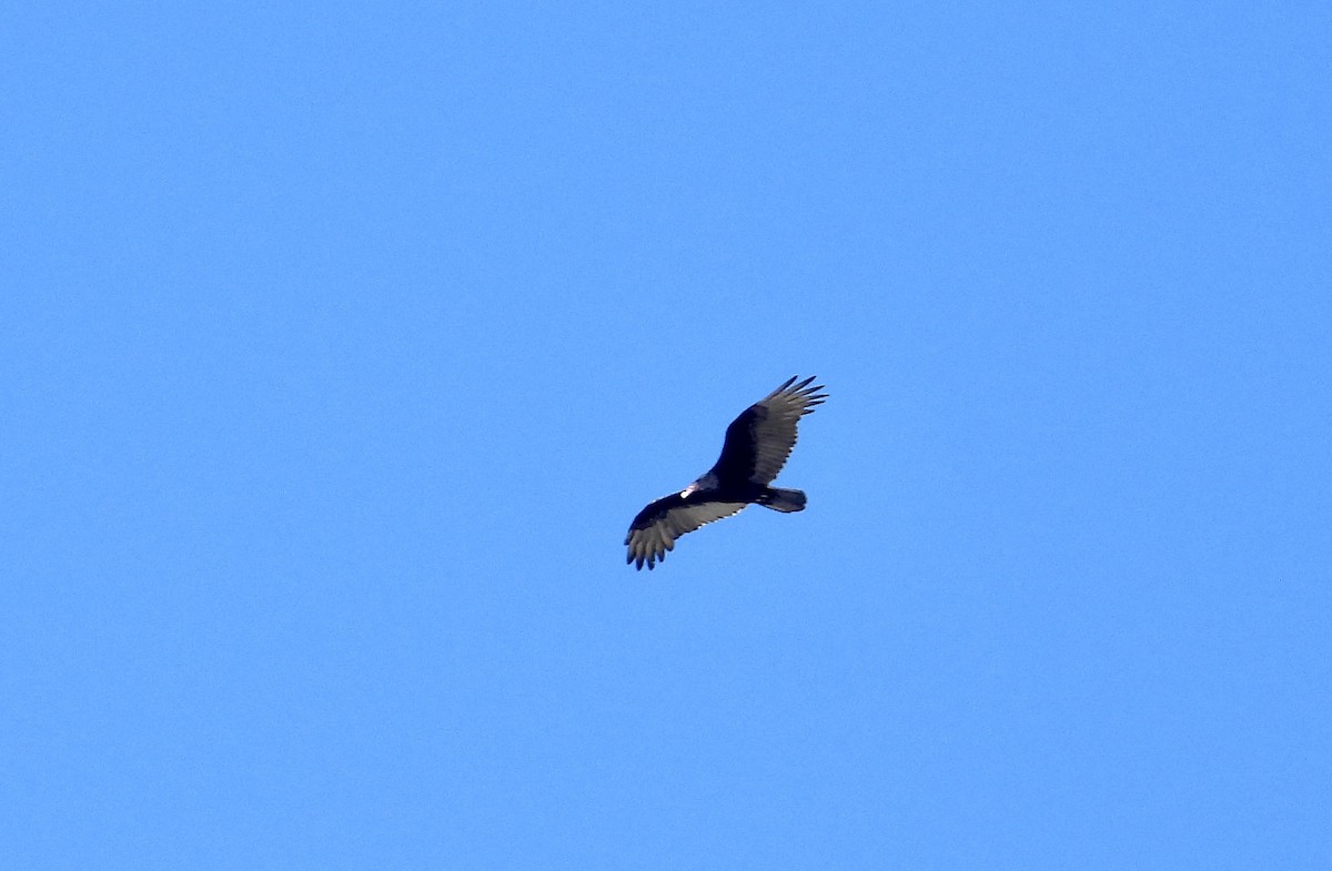 Turkey Vulture - ML645626732