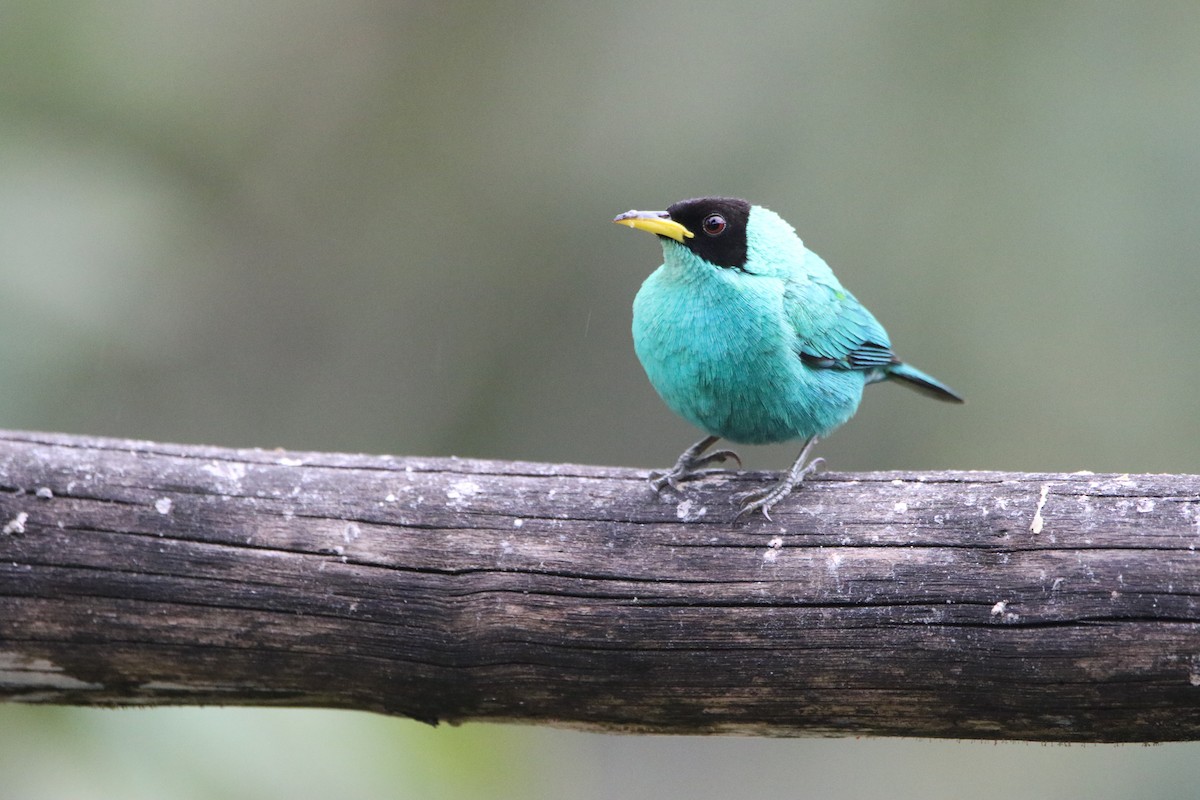 Green Honeycreeper - ML645626735