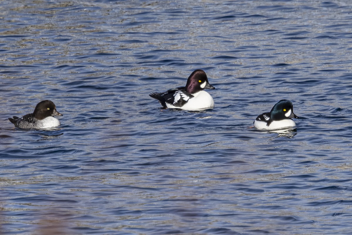 Barrow's Goldeneye - ML645626738
