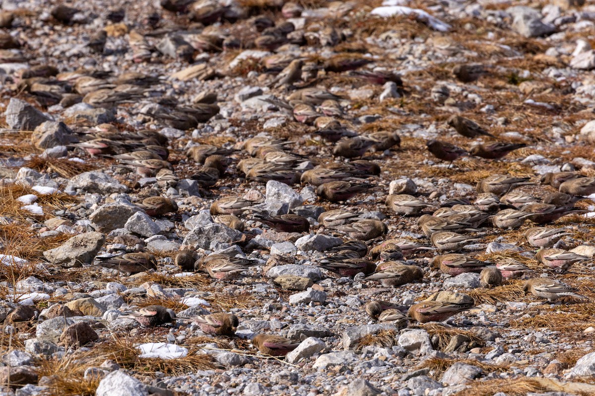 rosy-finch sp. - ML645626739