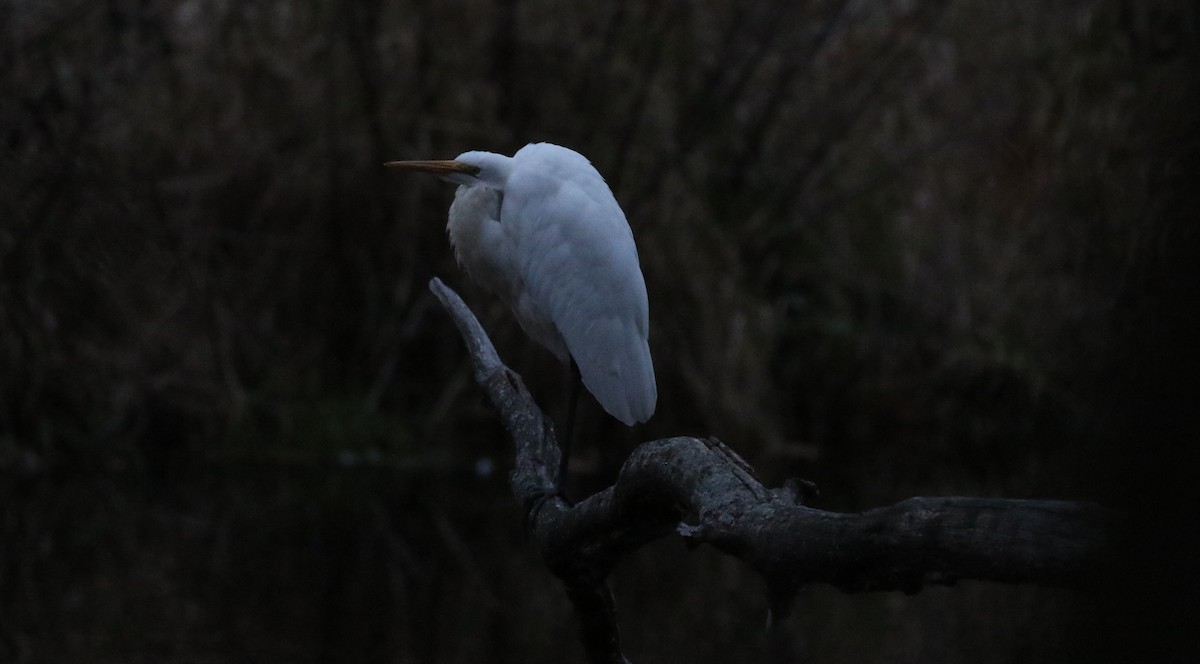 Great Egret - ML645626740