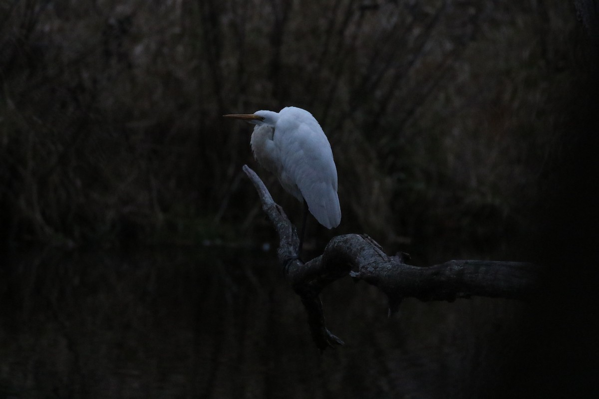 Great Egret - ML645626741