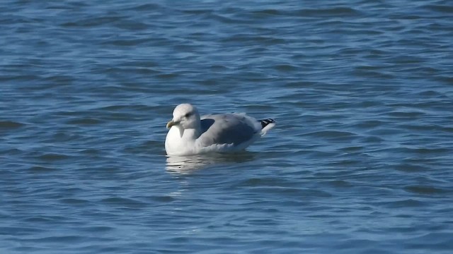 Iceland Gull (Thayer's) - ML645626742