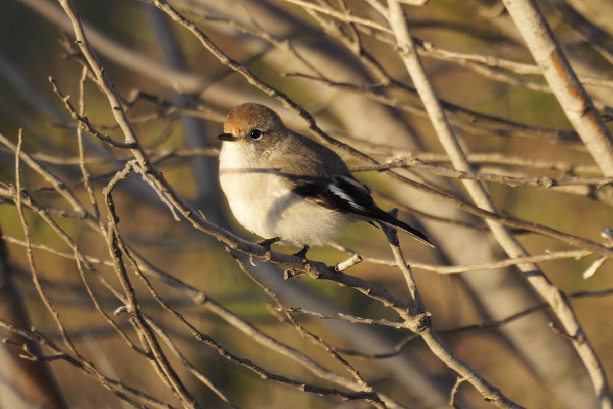 Miro à front rouge - ML645626746