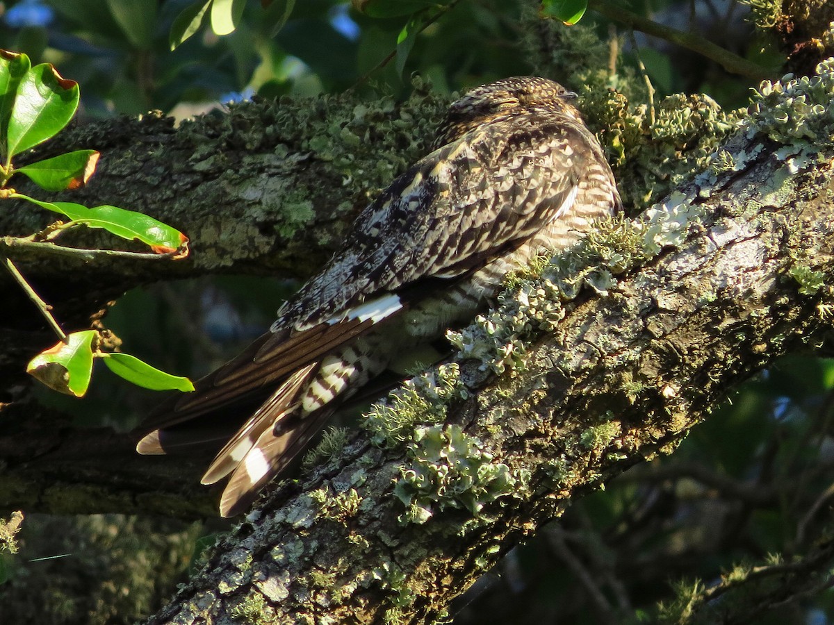תחמס אמריקני - ML645626753