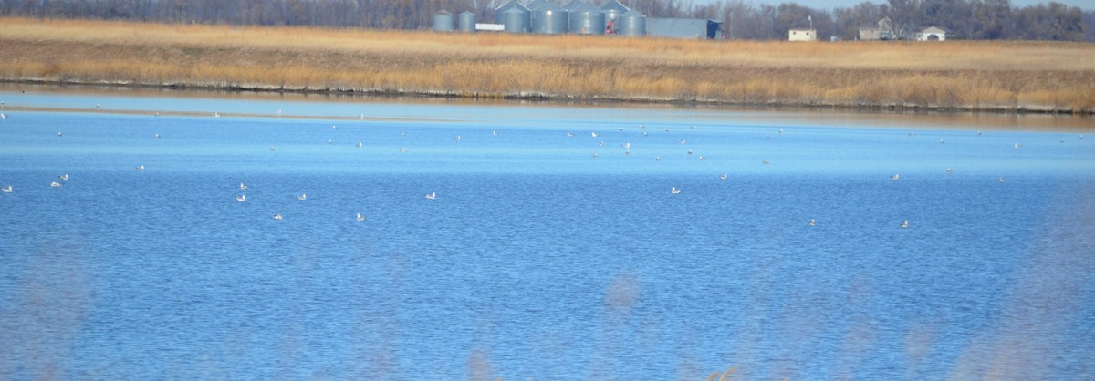 Ring-billed Gull - ML645626755