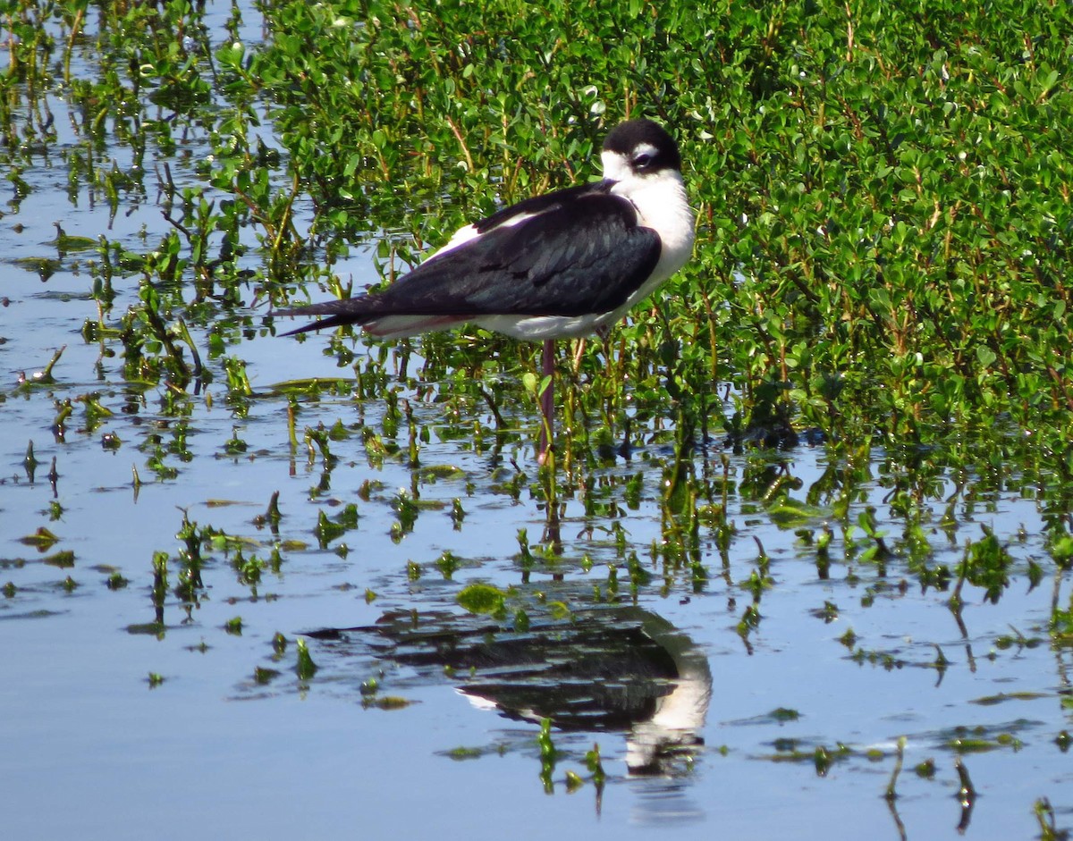 Black-necked Stilt - ML645626756